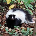 A skunk in Prospect Park - he may be smiling